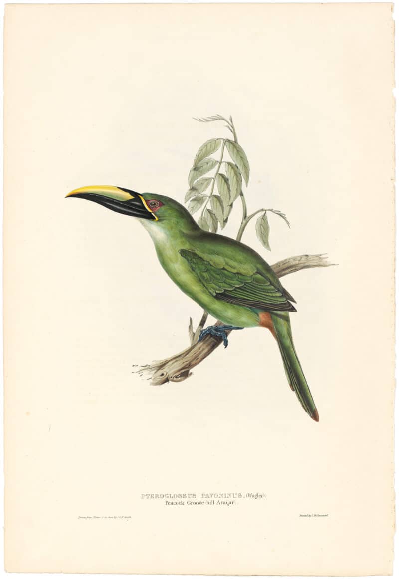 Gould Toucans 1st Ed, Pl. 30, Peacock Grove-bill Aracari