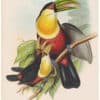 Gould Toucans 2nd Ed, Pl. 14, Green Billed Toucan