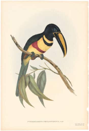 Gould Toucans 2nd Ed, Pl. 18, Double-breasted Aracari