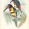 Gould Toucans 2nd Ed, Pl. 20, Collared Aracari