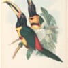 Gould Toucans 2nd Ed, Pl. 21, Red-rumped Aracari