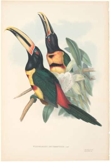 Gould Toucans 2nd Ed, Pl. 21, Red-rumped Aracari
