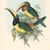 Gould Toucans 2nd Ed, Pl. 22, Humboldt's Aracari