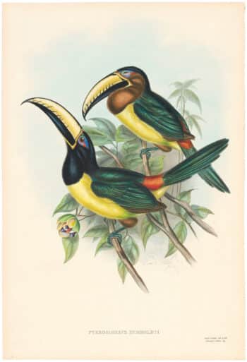 Gould Toucans 2nd Ed, Pl. 22, Humboldt's Aracari