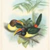 Gould Toucans 2nd Ed, Pl. 24, Green Aracari