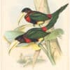 Gould Toucans 2nd Ed, Pl. 29, Yellow-billed Aracari