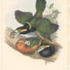 Gould Toucans 2nd Ed, Pl. 31, Spotted-billed Toucanet