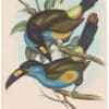 Gould Toucans 2nd Ed, Pl. 37, Laminated Hill Toucan