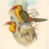 Gould Toucans 2nd Ed, Pl. 41, Saffron-coloured Hill Toucan
