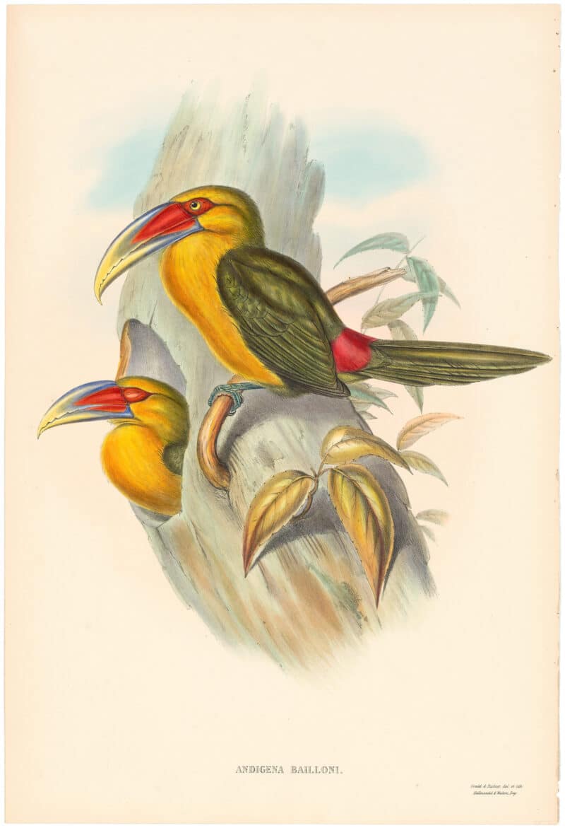 Gould Toucans 2nd Ed, Pl. 41, Saffron-coloured Hill Toucan