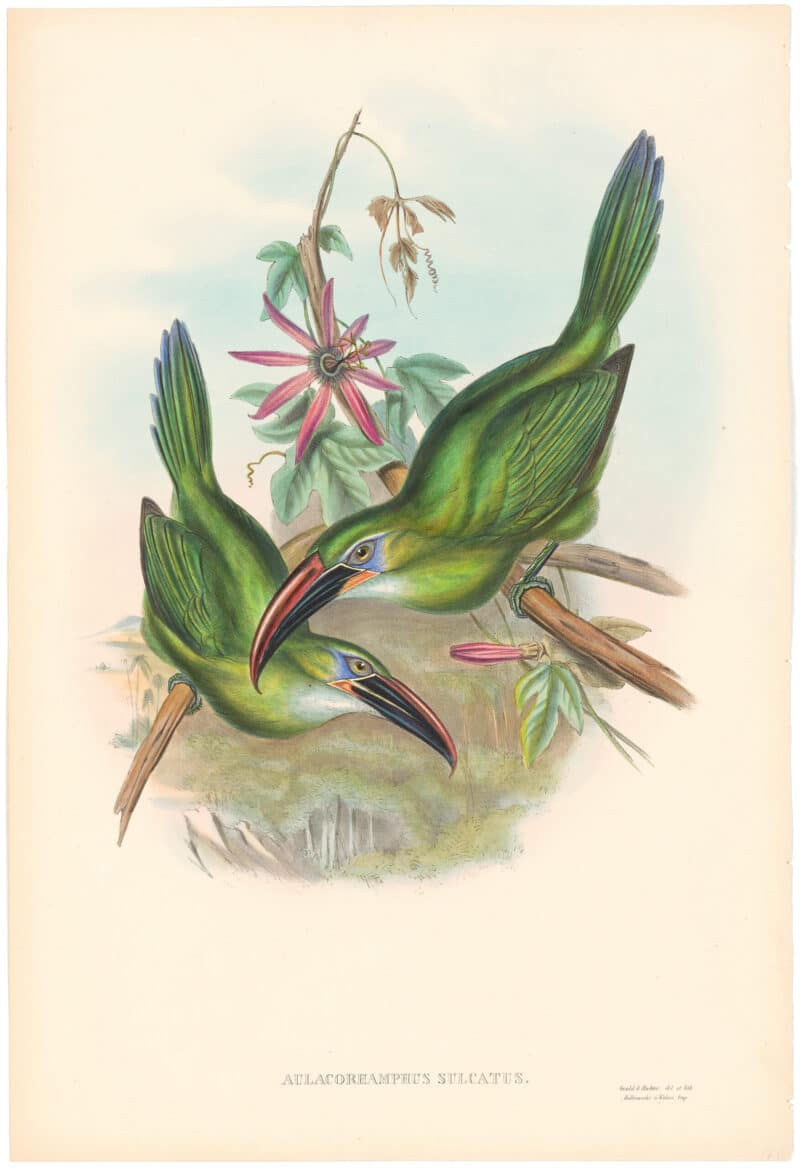 Gould Toucans 2nd Ed, Pl. 42, Groove-bill