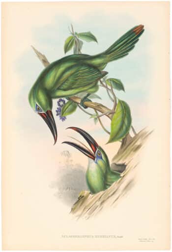 Gould Toucans 2nd Ed, Pl. 43, Earl of Derby's Groove-bill