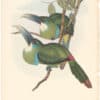 Gould Toucans 2nd Ed, Pl. 46, Blue-banded Groove-bill