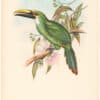 Gould Toucans 2nd Ed, Pl. 48, Wagler's Groove-bill