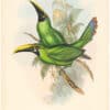 Gould Toucans 2nd Ed, Pl. 50, Black-throated Groove-bill