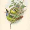 Gould Toucans 2nd Ed, Pl. 51, Blue-throated Groove-bill
