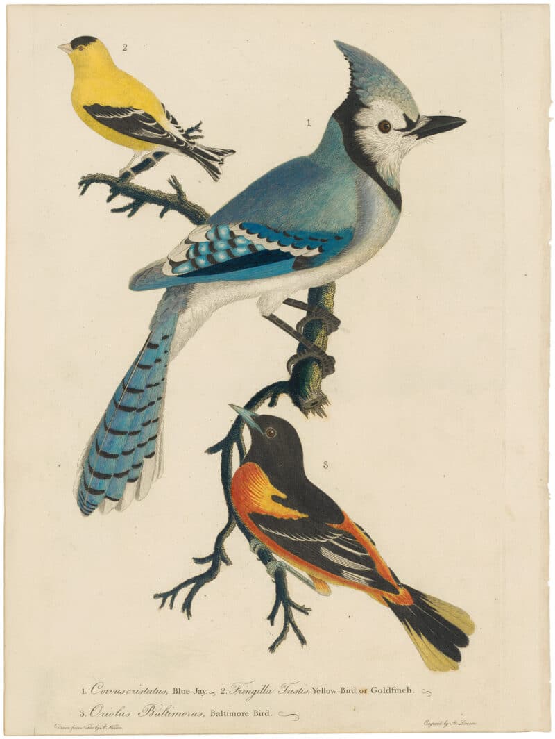 Wilson 1st Edition,  Pl. 1 Blue Jay; Yellow Bird or Goldfinch; Baltimore Bird