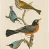 Wilson 1st Edition,  Pl. 2 Wood Thrush; Red-breasted Thrush, or Robin; White breasted black-capped Nuthatch; Red-bellied-black-capped Nuthatch