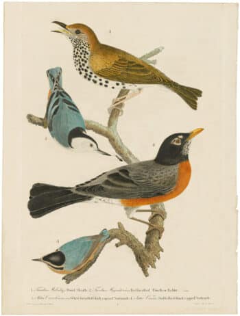 Wilson 1st Edition,  Pl. 2 Wood Thrush; Red-breasted Thrush, or Robin; White breasted black-capped Nuthatch; Red-bellied-black-capped Nuthatch
