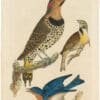 Wilson 1st Edition,  Pl. 3 Gold-winged Woodpecker; Black-throated Bunting; Blue Bird