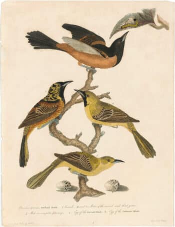 Wilson 1st Edition,  Pl. 4 Orchard Oriole