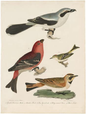 Wilson 1st Edition,  Pl. 5 Great American Shrike, or Butcher Bird; Pine Grosbeak; Ruby-crown'd Wren; Shore Lark