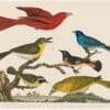 Wilson 1st Edition,  Pl. 6 Maryland Yellow throat; Yellow breasted Chat; Summer Red Bird; Indigo Bird; American Redstart
