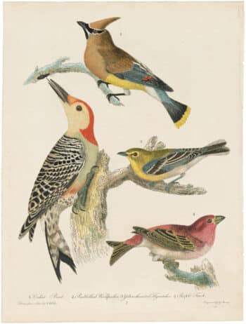 Wilson 1st Edition,  Pl. 7 Cedar Bird; Redbellied Woodpecker; Yellow-throated Flycatcher; Purple Finch