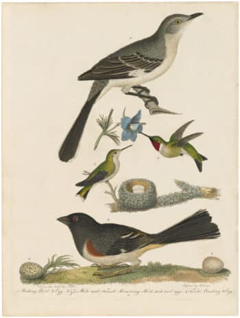 Wilson 1st Edition,  Pl. 10 Mocking Bird; Male and Female Humming Bird; Towhé Bunting