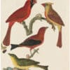 Wilson 1st Edition,  Pl. 11 Cardinal Grosbeak; Red Tanager