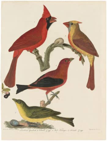 Wilson 1st Edition,  Pl. 11 Cardinal Grosbeak; Red Tanager