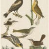 Wilson 1st Edition,  Pl. 12 Rice Bunting; Red-eyed Flycatcher; Marsh Wren; Great Carolina Wren; Yellow-throat Warbler