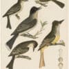 Wilson 1st Edition,  Pl. 13 Tyrant Flycatcher; Great crested F.; Small green Crested F.; Pe-we F.; Wood Pe-we F.