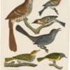 Wilson 1st Edition,  Pl. 14 Brown Thrush; Golden-crowned Th.; Cat Bird; Bay-breasted Warbler; Chestnut-sided W.; Mourning W.