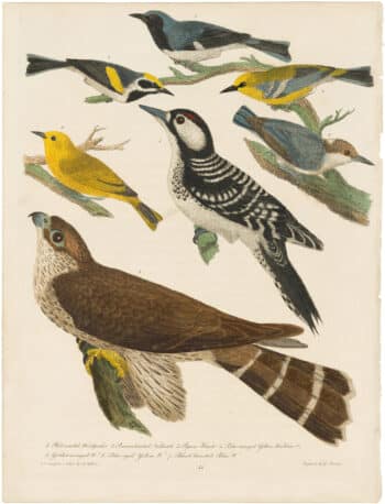 Wilson 1st Edition,  Pl. 15 Red-cocaded Woodpecker; Brown-headed Nuthatch; Pigeon Hawk; Blue-winged Yellow Warbler; Golden-winged W.; Blue-eyed Yellow W.; Black-breasted Blue W.