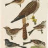 Wilson 1st Edition,  Pl. 16 American Sparrow Hawk; Field Sparrow; Tree Sp.; Song Sp.; Chipping Sp.; Snow Bird