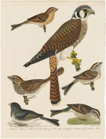 Wilson 1st Edition,  Pl. 16 American Sparrow Hawk; Field Sparrow; Tree Sp.; Song Sp.; Chipping Sp.; Snow Bird