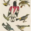 Wilson 1st Edition,  Pl. 17 American Siskin; Rose-breasted Grosbeak; Green black-throated Warbler; Yellow Rump W.;  Cerulean W.; Solitary Flycatcher