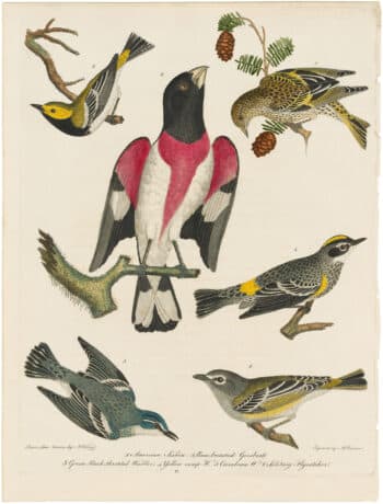 Wilson 1st Edition,  Pl. 17 American Siskin; Rose-breasted Grosbeak; Green black-throated Warbler; Yellow Rump W.;  Cerulean W.; Solitary Flycatcher