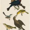 Wilson 1st Edition,  Pl. 18 Cow Bunting; Maryland Yellow throat; Blue grey Flycatcher; White-eyed F.