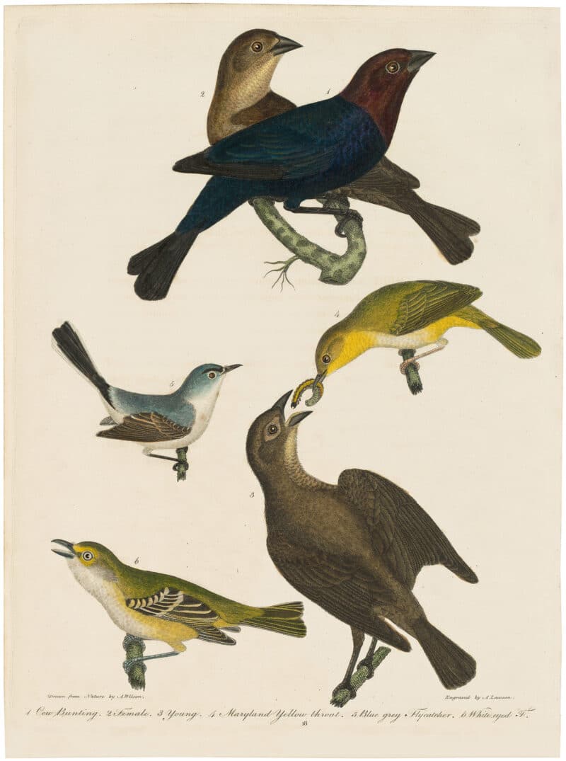 Wilson 1st Edition,  Pl. 18 Cow Bunting; Maryland Yellow throat; Blue grey Flycatcher; White-eyed F.