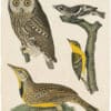 Wilson 1st Edition,  Pl. 19 Mottled Owl; Meadow Lark; Black and white Creeper; Pine-creeping Warbler