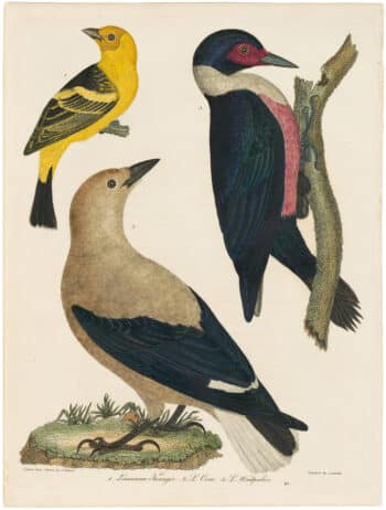 Wilson 1st Edition,  Pl. 20 Louisiana Tanager; L. Crow; L. Woodpecker
