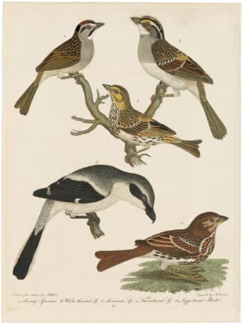 Wilson 1st Edition,  Pl. 22 Swamp Sparrow; White-throated Sp.; Savannah Sp.; Fox-coloured Sparrow.; Loggerhead Shrike