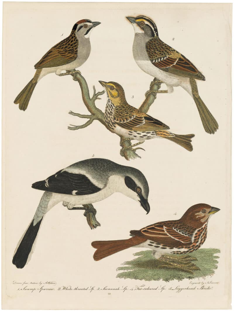 Wilson 1st Edition,  Pl. 22 Swamp Sparrow; White-throated Sp.; Savannah Sp.; Fox-coloured Sparrow.; Loggerhead Shrike