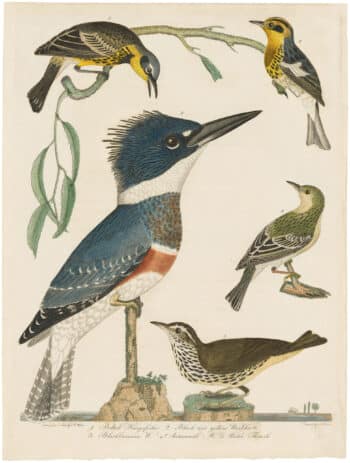 Wilson 1st Edition,  Pl. 23 Belted Kingsfisher; Black and yellow Warbler; Blackburnian W.; Antumnal W.; Water Thrush