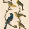 Wilson 1st Edition,  Pl. 24 Painted Bunting; Prothonotory Warbler; Worm-eating W.; Yellow-winged Sparrow; Blue Grosbeak