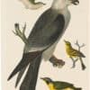 Wilson 1st Edition,  Pl. 25 Mississippi Kite; Tennessee Warbler; Kentucky W.; Prairie Warbler