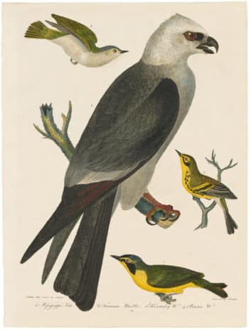 Wilson 1st Edition,  Pl. 25 Mississippi Kite; Tennessee Warbler; Kentucky W.; Prairie Warbler