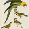 Wilson 1st Edition,  Pl. 26 Carolina Parrot; Canada Flycatcher; Hooded F.; Green, black-capt F.